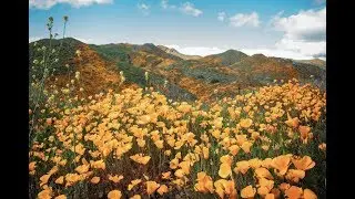 Walker Canyon Poppy Fields Superbloom