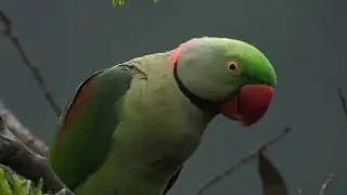 4 birds