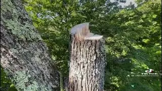 Claudio tree removal