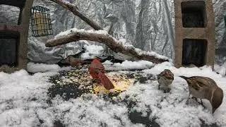 Critter Cam - 1/10/26 - Light snow with cardinals, sparrows, juncos and squirrels.