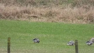Tundra Bean Goose - Loch Fitty - West Fife - 03/03/2023