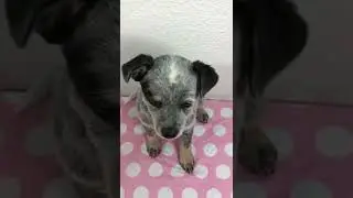 56 Days Old #5 Lady Australian Cattle Dog Heeler Blue Stripe on Right Face #shorts