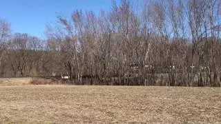 NS 11Z w/ NS OLS 5336