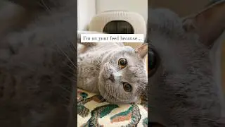 CAT LOVERS UNITE 😻... HE LOVES TO BRIGHTEN YOUR DAY 💕#shorts #viral #trending #cat #love #cute #fyp