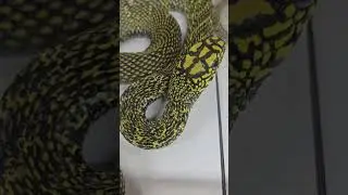 The King Ratsnake: A Chinese Beauty 😁 La Serpiente Rata Rey: Una Belleza China