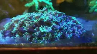 Goniopora under high flow, low light.