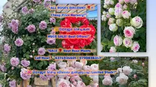 🔹 &ldquo;ALL ROSES DISCOUNT  Cheap Price Nursery!&rdquo;🔹 Best Rose Plants &mdash; Call Now! 📞6374934601 / 9790838347&rdquo;