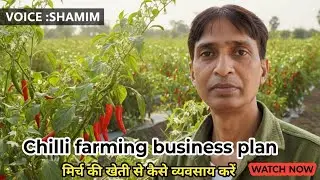 Chilli Farming Business Plan | Naee Kheti Kendra |