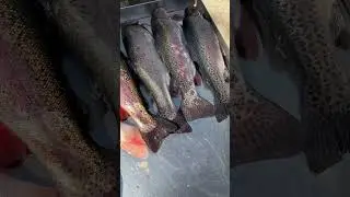 Mega Fang,Forellen haben Hunger Knast #angeln #fishing #fish