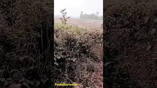 pankajkarmakar,youtube,youtube song#shorts#trading#viral