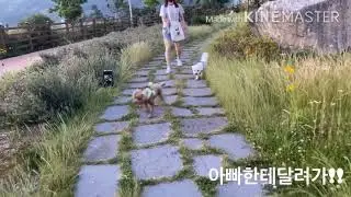 봉달이 산책 walk with Bongdal in park