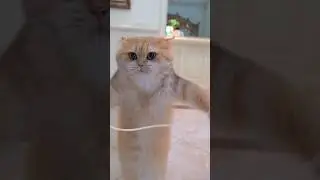 Brown Cute & Funny Cat Playing with rope Fat Cat Funniest Compilation #catcute #ytshorts