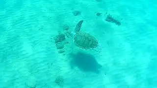 Seat Turtle swimming below me