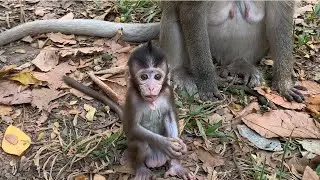 Cute Baby Monkey Moments You&rsquo;ll Love 🐒