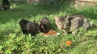 FEEDING THE HOMELESS CATS OF CARACAS #Fromirelandandbeyond #caracas #venezuela 