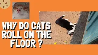 Why do cats roll on the floor ?