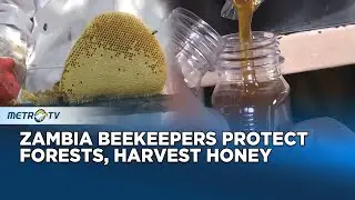 Eco beekeeping Boosts Local Forest Conservation In Zambia