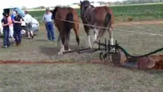 2 horse team narromine plow plough