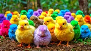 World Cute Chickens, Colorful Chickens, Rainbows Chickens, Cute Ducks, Cat, Rabbit, Cute Animals
