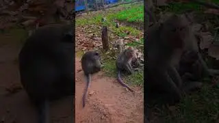 Monkeys at Bayon temple 🐒🐒🐒 🍃#monkeys #monkeylover #animals #temple #Bayon #siemreap #Cambodia