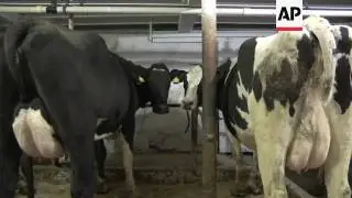 US Dairy Farmers Caught In Trade Dispute