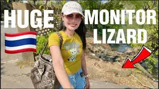 MONITOR LIZARD IN BANGKOK THAILAND