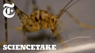 Crickets Can Jump 50x Their Body Length, Here's How | ScienceTake