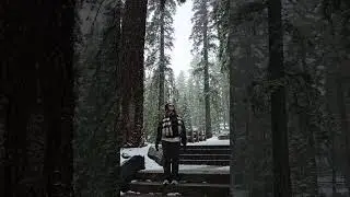 #california #usa #nature #nationalpark #sequoia #forest #snow #travel