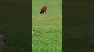Save innocent animals