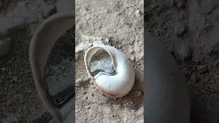 Giant Snail Sculpture: A Stunning Restoration Project #shorts #viralvideo #youtubeshorts #reels