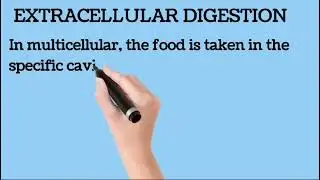 Intracellular vs  extracellular Digestion