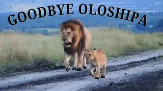 Прощай, Олошипа Блэк Рок Мужчина Лев | Масаи Мара