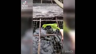 Jumping Gourami (gurami loncat)