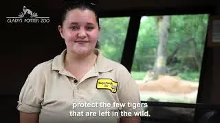 International Tiger Day 2020