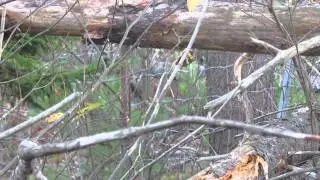 Scatter-hoarding Chickadee