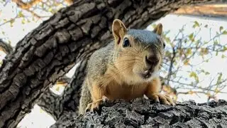 Slow motion dropping walnut shavings on you by Squirrel Momma Faux for 7 minutes!