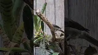 Screaming Piha Bird Sounds