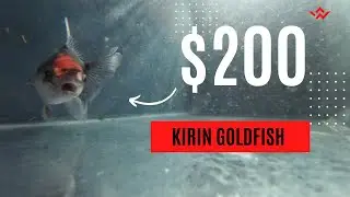 $200 ✨RARE✨  Kirin Oranda 🍃🎏