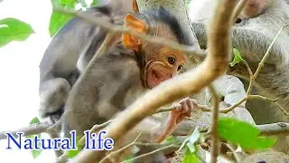 Natural life Monkey ! Pity baby monkey Anissa worry & scare when her mom try to abandon ,She upset