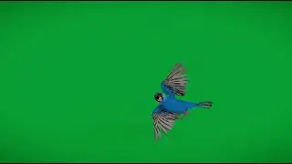 Indigo Bunting Bird