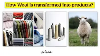 Wool production, collection & processing| Yarn| Weaving & knitting| Wool Products| Rahnumay Kisan