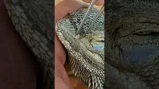 NOSE SHED&bull; Another Layer Comes Off! | Neglected Bearded Dragon Update @ChuckNorrizBeardedDragons