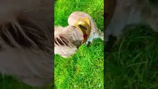 Uptown dog