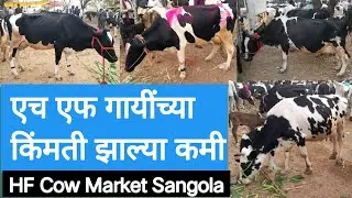 HF गायींच्या किंमती झाल्या कमी सांगोला बाजार / HF Cow Market Sangola