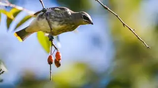 Cedar Waxwings Eating Crabapples