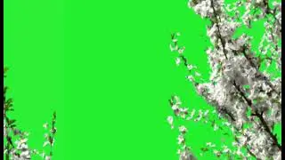 🌱amazing plants animation green screen🟢 videos🎥