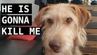 Dog hates it when I blow on him