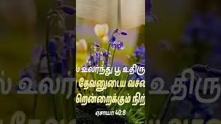 ##todays bible verse #God's word #amazing grace #tamil christian shorts #