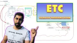 Oxidative phosphorylation or electron transport chain?