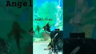 Black angel fish tank setup #shorts​ #ytshorts​ #shortsfeed​ #angelfish​#animalplanet #shortvideo